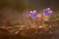 Leberblümchen im Licht