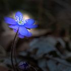 Leberblümchen im Licht