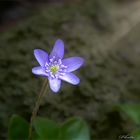 Leberblümchen im Licht