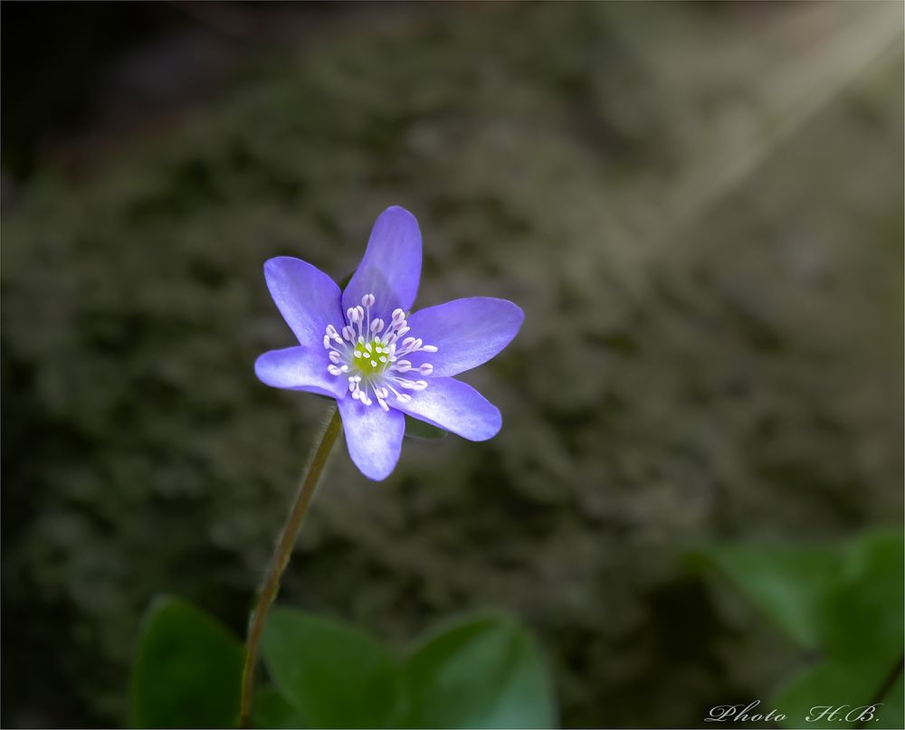 Leberblümchen im Licht