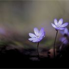 Leberblümchen im Licht