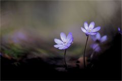 Leberblümchen im Licht