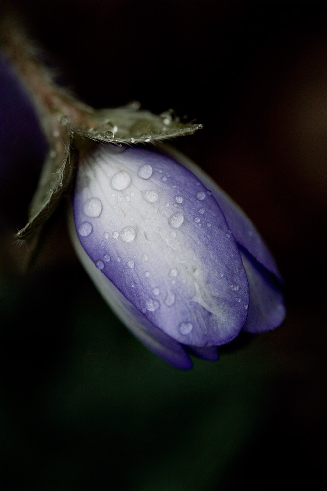 Leberblümchen im Schneeregen