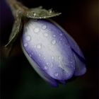 Leberblümchen im Schneeregen