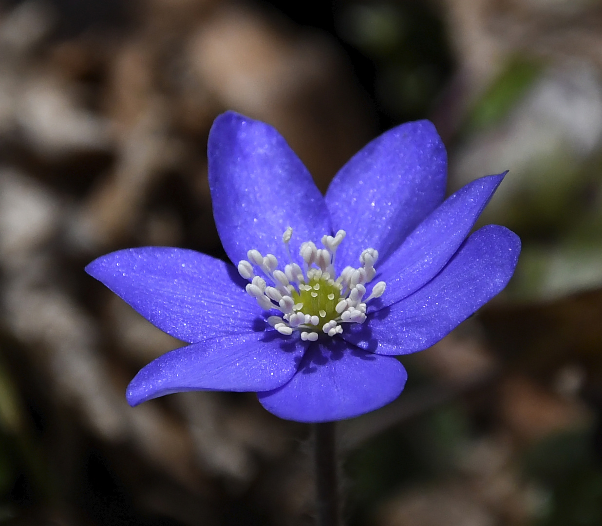 Leberblümchen im Sonnenschein