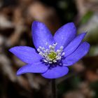 Leberblümchen im Sonnenschein