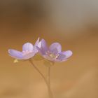 Leberblümchen im Sonnenschein