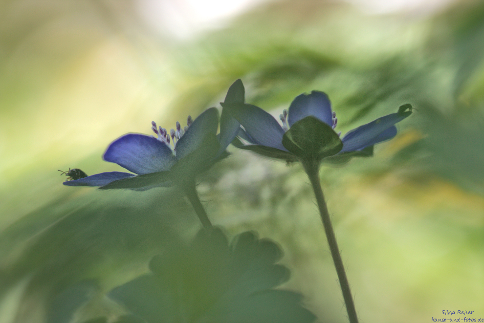 Leberblümchen - im Verborgenen