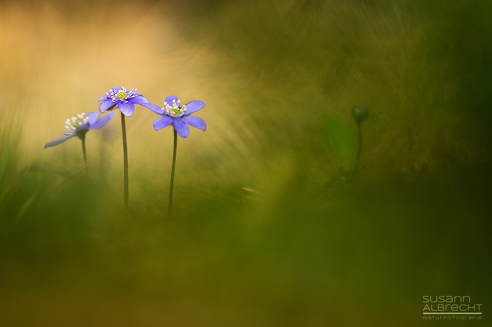 Leberblümchen im Wald