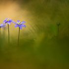 Leberblümchen im Wald