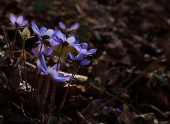 Leberblümchen im Wald