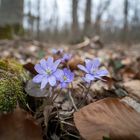 Leberblümchen im Wald