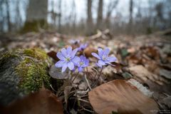 Leberblümchen im Wald