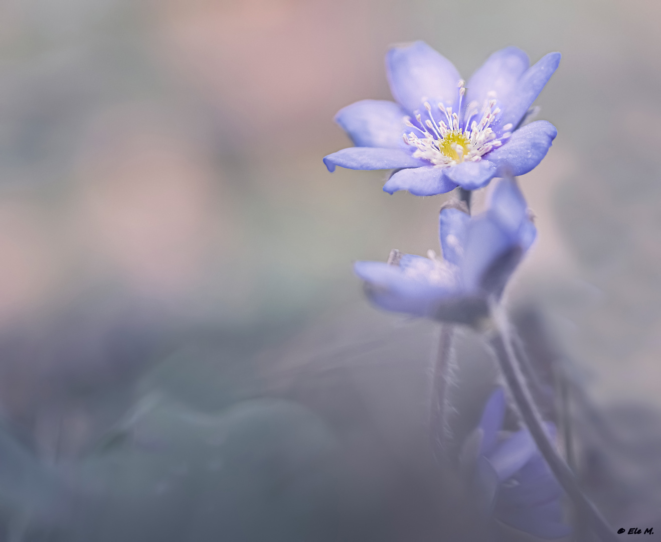 Leberblümchen im Wald