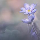 Leberblümchen im Wald