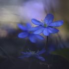 Leberblümchen im Walde