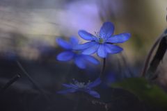 Leberblümchen im Walde