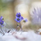 Leberblümchen im Winterzauber