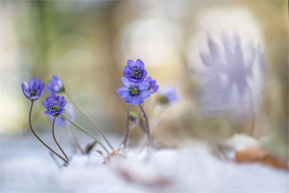 Leberblümchen im Winterzauber