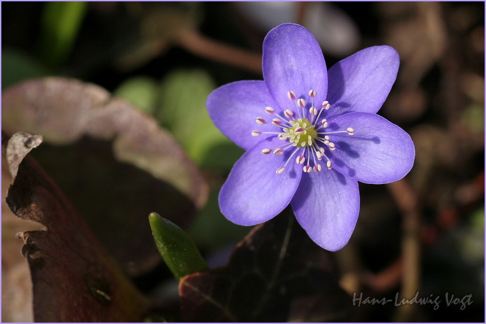 Leberblümchen in Blau