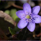 Leberblümchen in Blau