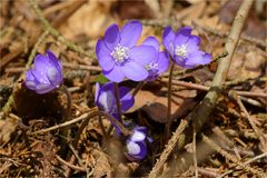 Leberblümchen in blau