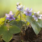 Leberblümchen in der Abendsonne (2)