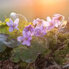 Leberblümchen in der Abendsonne 2020