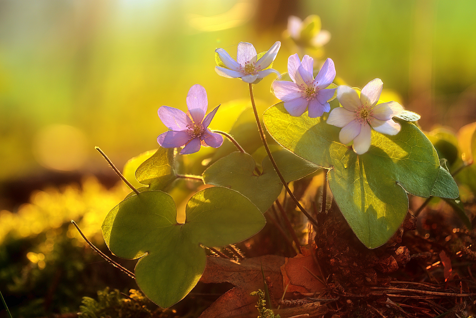 Leberblümchen in der Abendsonne