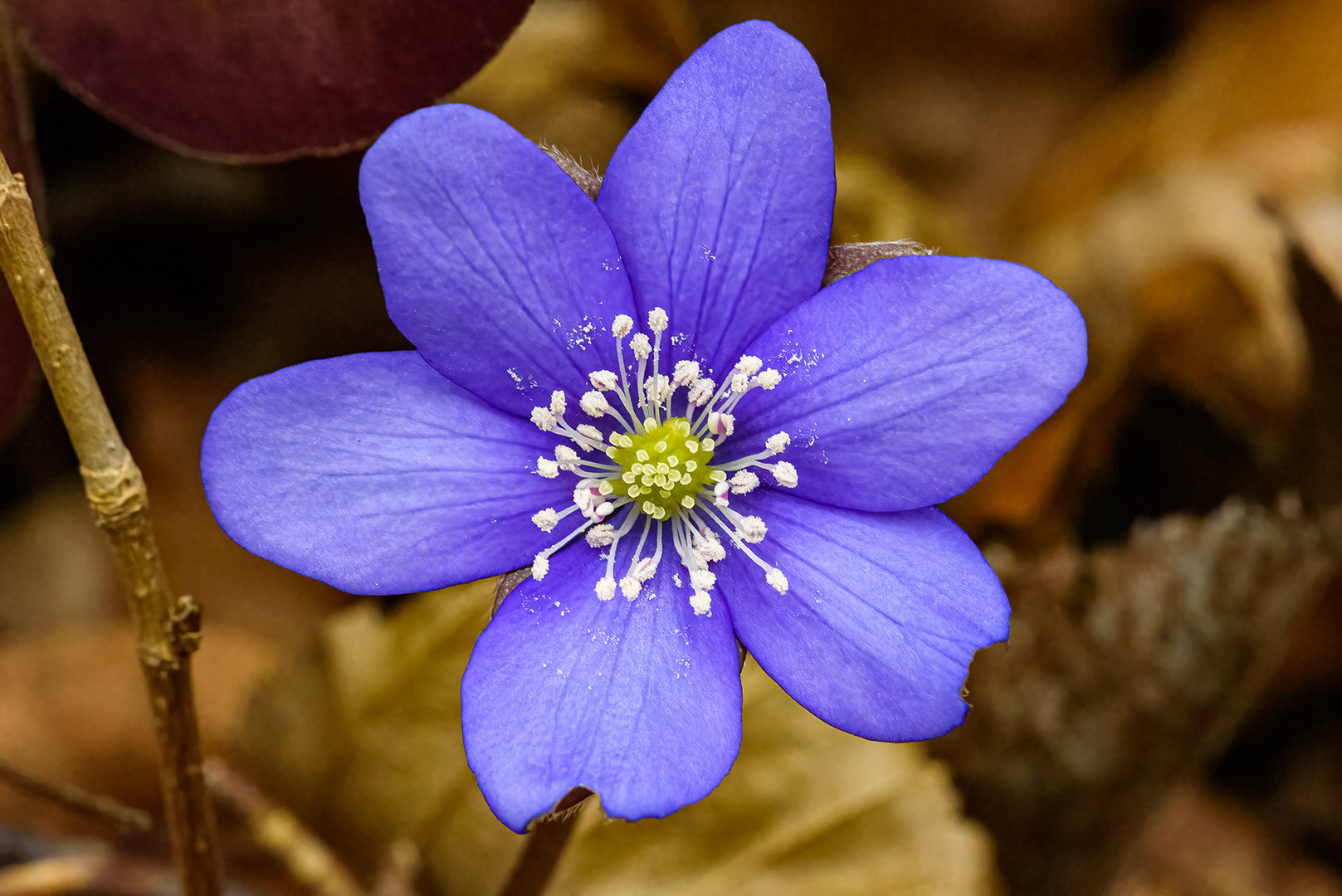 Leberblümchen in ganzer Pracht