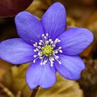 Leberblümchen in ganzer Pracht