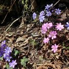 Leberblümchen in Massen ....