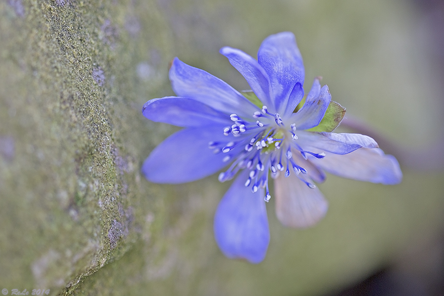 Leberblümchen in Mauerritze