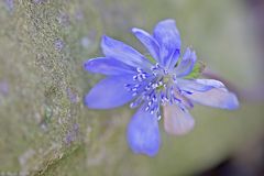 Leberblümchen in Mauerritze