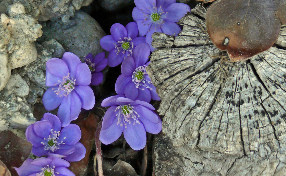 Leberblümchen in Niederösterreich