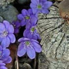 Leberblümchen in Niederösterreich