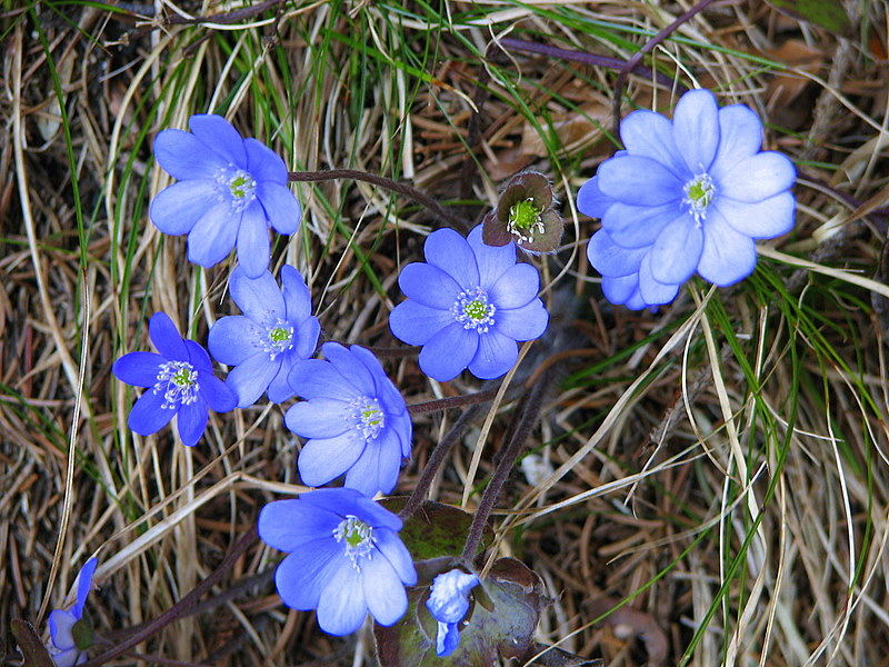 Leberblümchen in Tirol