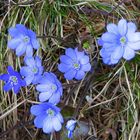 Leberblümchen in Tirol