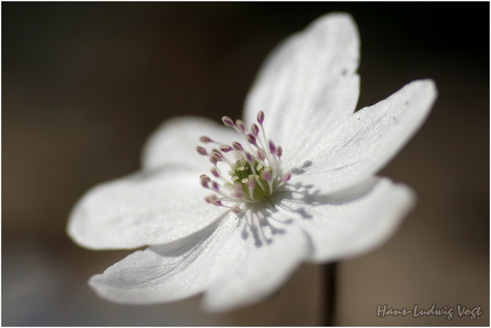 Leberblümchen in Weiss