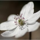 Leberblümchen in Weiss