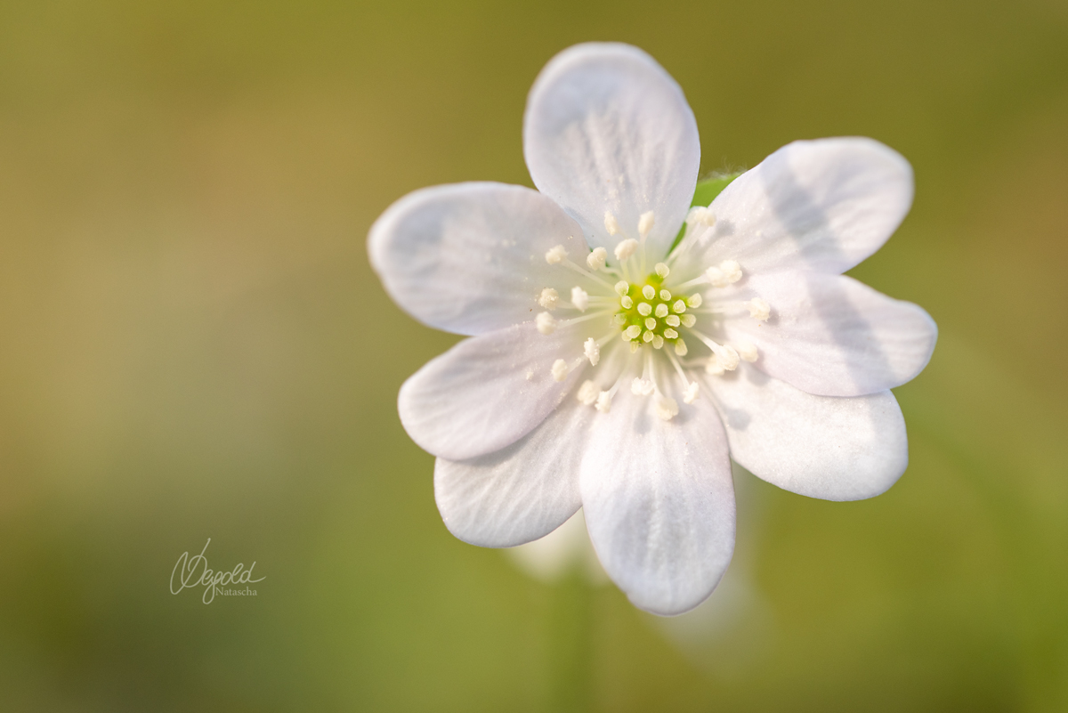 Leberblümchen in weiß (Hepatica nobilis)