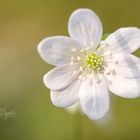 Leberblümchen in weiß (Hepatica nobilis)