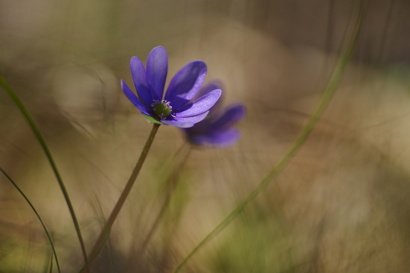 Leberblümchen IV