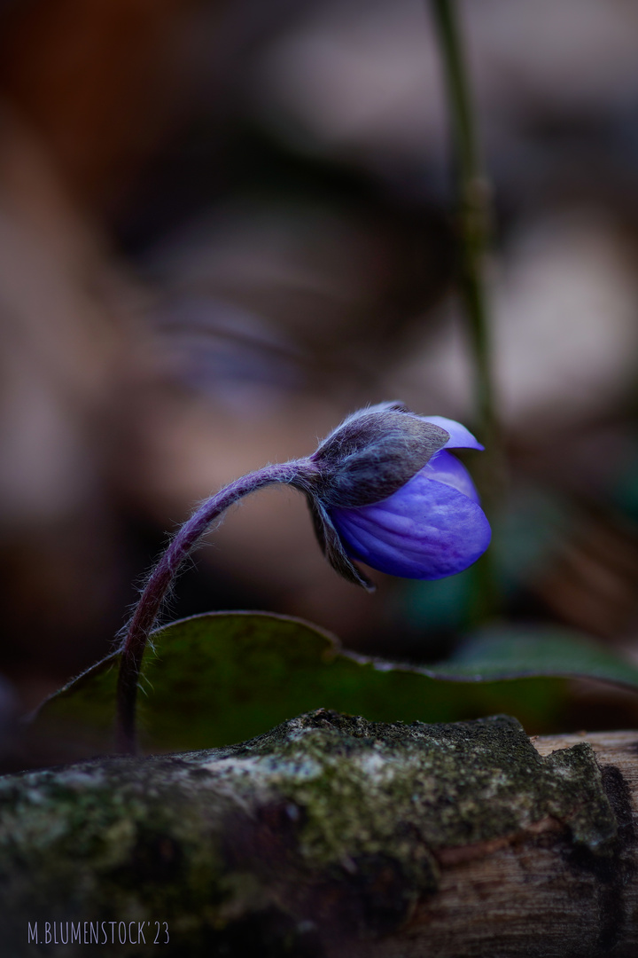 Leberblümchen IV