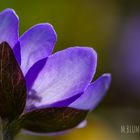 Leberblümchen lichtdurchflutet