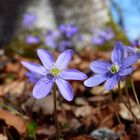 Leberblümchen - meine Mittwochsblümchen