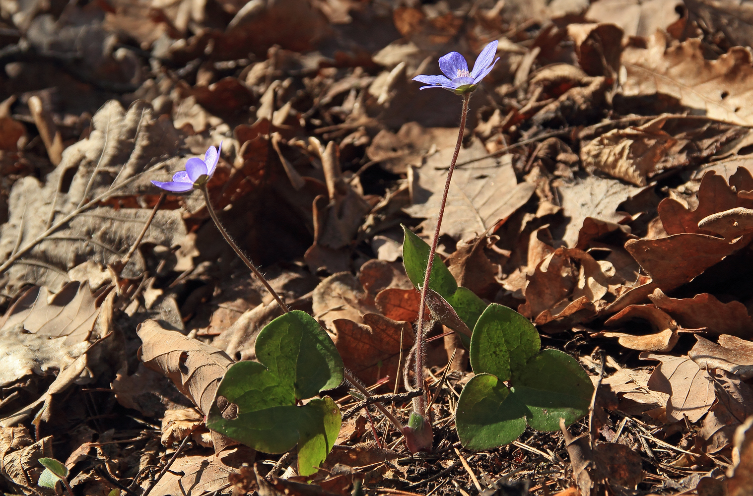 Leberblümchen mit Blättern