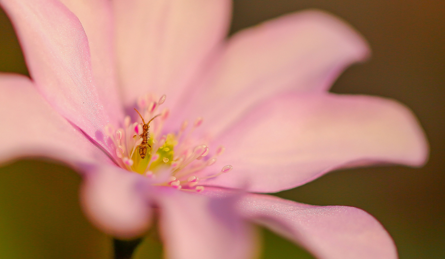 Leberblümchen mit einem kleinen Etwas