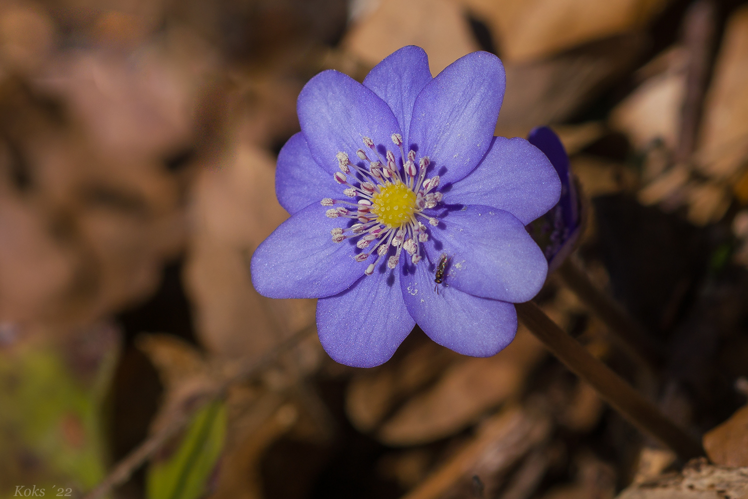 Leberblümchen mit Fleck