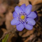 Leberblümchen mit Fleck